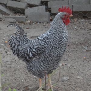 Potch Koekoek. South African breed.