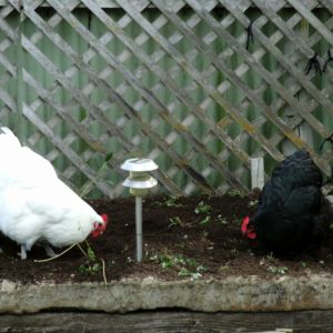 my girls love to help me in the garden :)