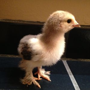 Mille fleur
