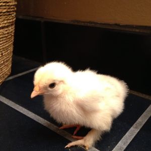 Can be mille fleur...