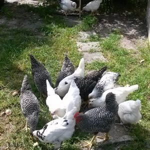These are my Barred Plymouth Rocks, Austra Whites and Columbian Wyandottes at 3 months of age. They're growing fast and doing great.
