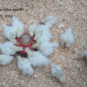 F1 chicks from pen1. Fluffy Dragon by Catdance. Two Catdance pullets and one Sheryl Butler pullet in pen #1.  Twenty three total  live chicks in August 2013.