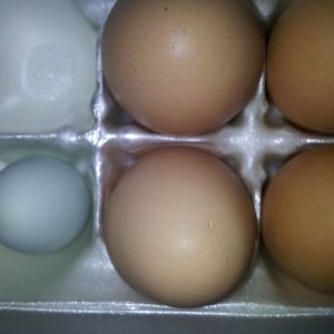 My Easter Egger, Pearl, was the first to lay in the RIR/EE mix from Cackle Hatchery. It's actually blue tinted not green. She is age 19 weeks.