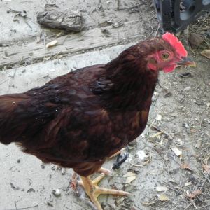 RIR bantam rooster before given away.
