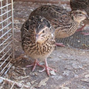 A few of my first six coturnix quail that I have received back in April.