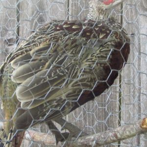 One of my maturing ring neck pheasants