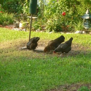Here the girls are at about 22 weeks, Sept 1st, 2013. Working their glory hole under our bird feeder.