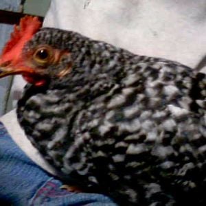 my lovely hen goes broody all the time but i have info on how to stop a hen