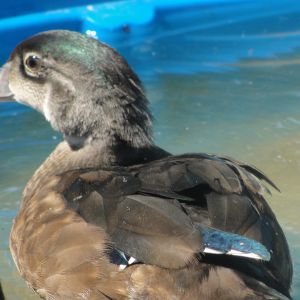 my wood duck that i hatched