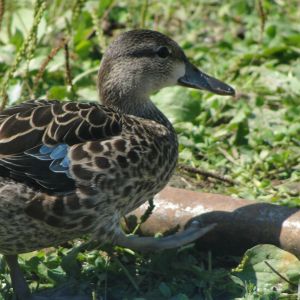 my blue winged teal hen