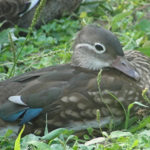 my mandarin hen i hatched as well