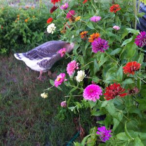 Lucy in the zinnia's