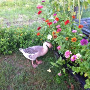 Lucy debating to nibble zinnia's