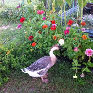 Lucy stops to smell the zinnia's