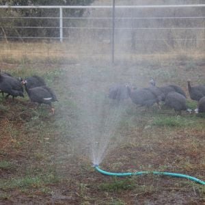 Loving the sprinkler - living large!