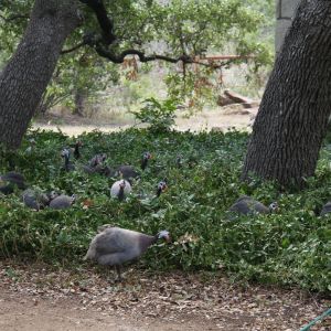 Working ground cover in front yard - thanks ya'll!