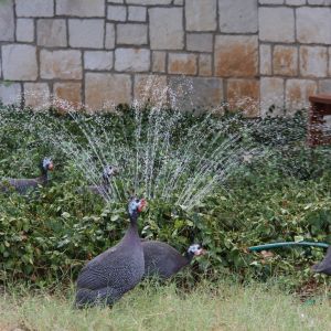 Hey! Another sprinkler!