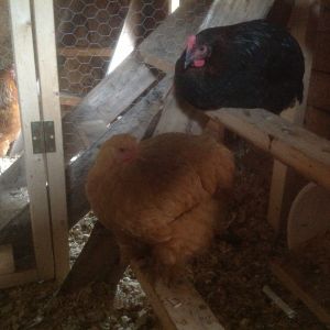 Two newbies n I'm worried...they are not eating much or drinking...they are being bullied by the rest of the flock so we put them in another space..they can go outside in enclosed space without the others getting to them..but they r not moving much...any suggestions or comments would be appreciated :)