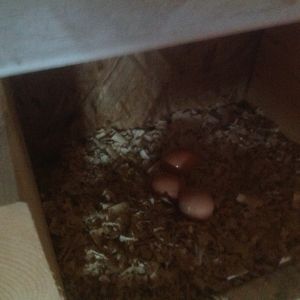 Oh! What a surprise,  she was hiding other eggs!