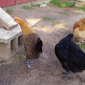 Lizzie (Golden Campine), Lilly (Black Australorp), and Daffodil (Buff Orp)