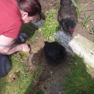 Violet joining in the dig.  Here we are chasing bugs.