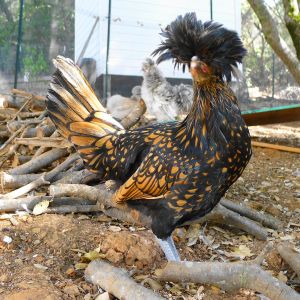 Meet Esther the Polish Lace hen