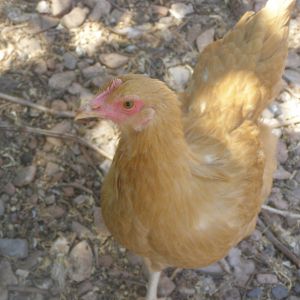 My Buff Pullet, isn't she cute? This is when she was 7 months, now she's nine months.
