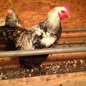 Silver Laced Cochin Rooster. We call him George Washington because of the way he slowly struts around the yard bothering no one.