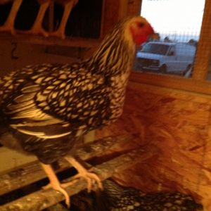 Silver Laced Wyandotte