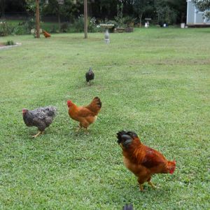 New Hampshires and molting Rock hen