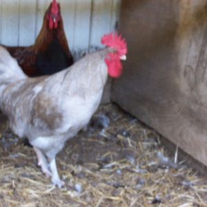PHOTO OF MALE FROM THE wHITE mARANS EGGS looks to want to ba a cuckoo or something like that.
