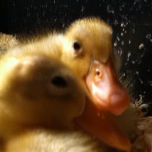 My baby ducks a few days after they hatched!