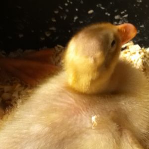 Duck#2