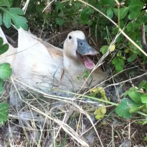 Momma on nest