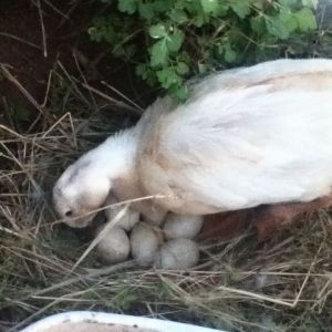Mamma duck with her 6 eggs