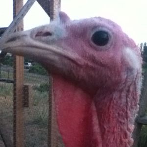 Turkey, he is my baby!