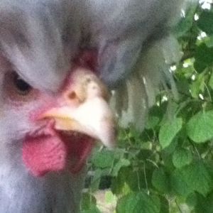 Moe chicken