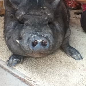Dougy our pig