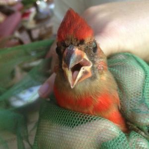 One of the many Cardinals I have caught and released from my chicken coop