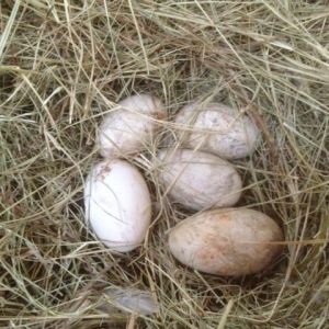 Yay!  5 goose eggs so far!