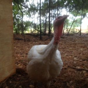 Nosy turkey bothering me while I count the eggs!  He pecked my butt!
