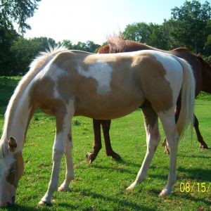 Ace (Pinto yearling stud colt)
