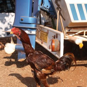 Malay Cock