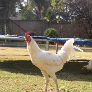 OEG cross Shamo
