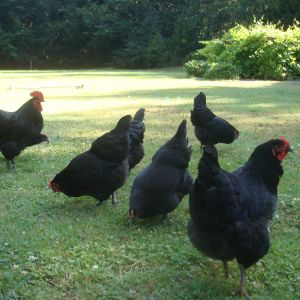 King Solomon and his Black Australorp Girls