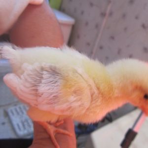 Flier - One week old Delaware