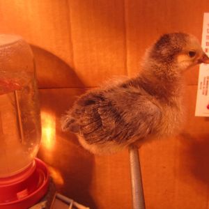 Cleopecktra - One week old Dark (?) Brahma