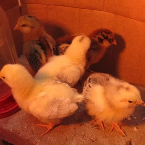 EE's in the back (L'Eggo and Winner winner); Delawares middle and front left (Pox and Flier); Dolly Brahma front right