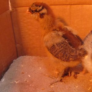 Winner winner - One week old EE