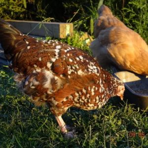 Speckled Sussex and Buff Orpington  12 weeks